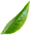 Lístek