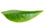 Lístek
