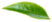 Lístek