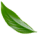 Lístek