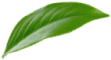 Lístek